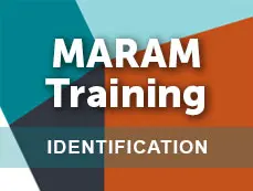 MARAM Adults Using Family Violence - Identification primary image